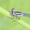 Azure Damselfly (Coenagrion puella) young male, Alan Prowse